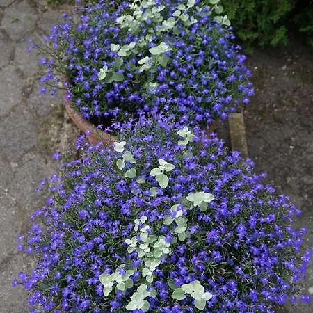 Апартаменты Apartamentai Vida