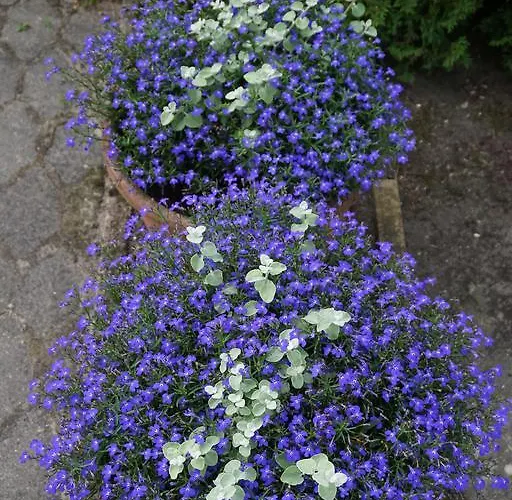 דירה Apartamentai Vida